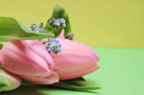 Фестивал на лалето Истанбул от Добрич и Варна, 4 дни